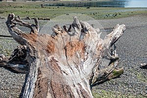 Driftwood Tree Landscape 4