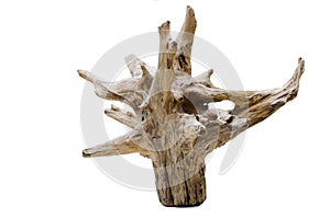 Driftwood tree stump