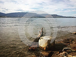 Driftwood and tree stump on lake shore