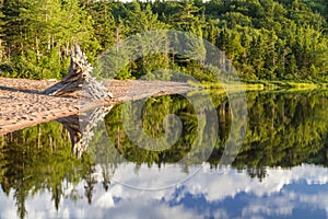 Driftwood Tree on Warren Lake Beach