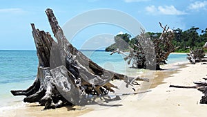 Driftwood on a tropical beach