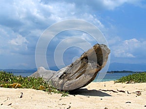 Driftwood on tropical beach.
