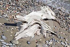 Driftwood wash out wood tree trunk branch white on beach pebbles sea