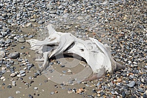 Driftwood wash out wood tree trunk branch white on beach pebbles sea