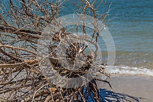 Driftwood Washed Ashore