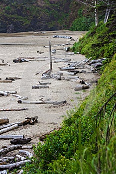 Driftwood Washed Ashore