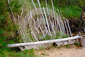 Driftwood washed ashore lined up along the shore