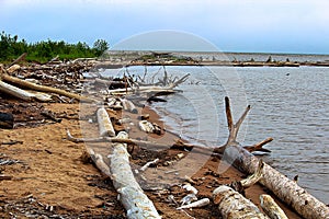 Driftwood washing up on the sandy shores