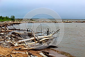 Driftwood washing up on the sandy shores