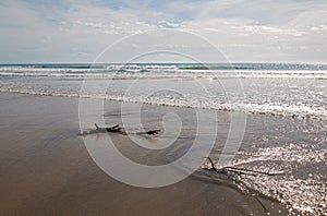 Driftwood in the water at Cerritos Beach surf spot in Baja California in Mexico