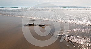 Driftwood in the water at Cerritos Beach surf spot in Baja California in Mexico