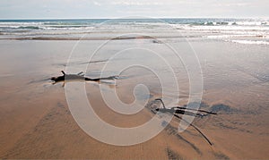 Driftwood in the water at Cerritos Beach surf spot in Baja California in Mexico