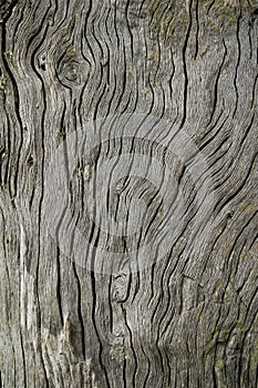 Driftwood with Weathered Grain