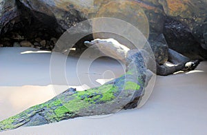 Driftwood on West Head Beach in Ku-ring-gai Chase National Park