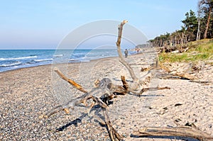 Driftwood on the western shore of darss peninsula in germany