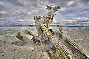 Driftwood on Whidbey Island, Washington