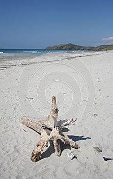 Driftwood on white sand beach