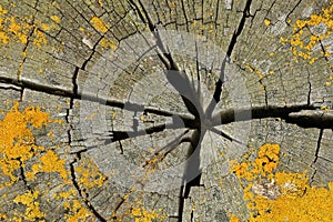 Driftwood with yellow crustose lichen