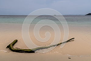 Driftwood at Yenanas beach, Kabui Bay, Gam island, Raja Ampat - West Papua, Indonesia photo