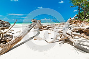 Driftwoods in Anse Kerlan beach