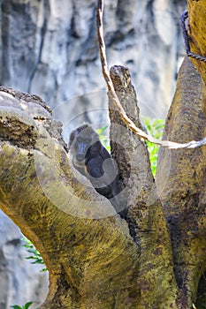 Dril Mandrillus leucophaeus watching from a tree
