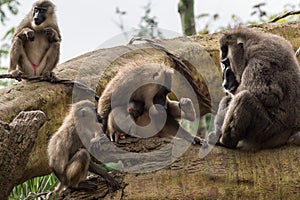 Drill family of baboons mandrel preening another