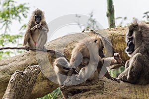 Drill family of baboons mandrel preening another