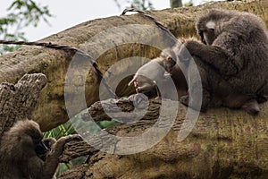 Drill family of baboons mandrel preening another