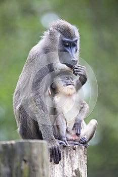 Drill, Mandrillus leucophaeus, female with young