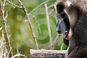 Drill Mandrillus leucophaeus is a primate of the family Cercopithecidae Old World monkeys