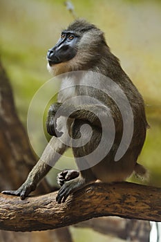 Drill monkey Mandrillus leucophaeus