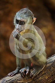 Drill monkey Mandrillus leucophaeus