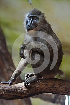 Drill monkey (Mandrillus leucophaeus).