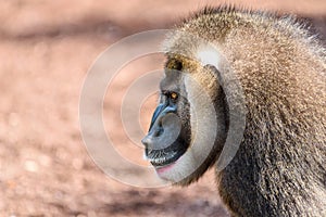 Drill Monkey (Mandrillus Leucophaeus)