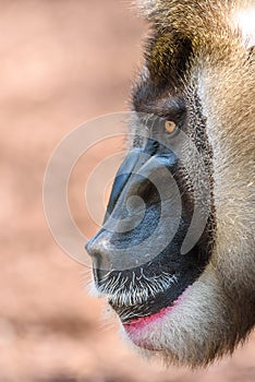 Drill Monkey (Mandrillus Leucophaeus)