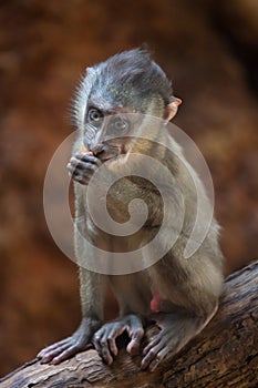 Drill monkey (Mandrillus leucophaeus). photo