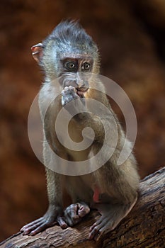 Drill monkey (Mandrillus leucophaeus).