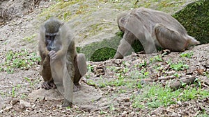 Drill Monkey Mandrillus Leucophaeus looking for food in the grass