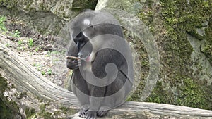 Drill monkey, Mandrillus leucophaeus, resting in the nature habitat area. Critically endangered species animals.