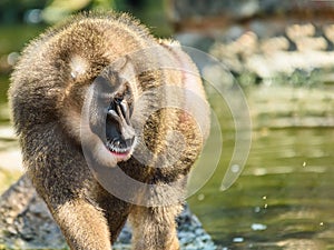 Drill Monkey (Mandrillus Leucophaeus)