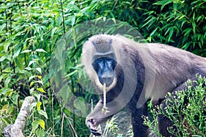 The drill is a primate of the family Cercopithecidae, Mandrillus leucophaeus