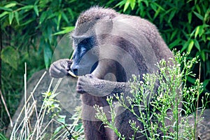 The drill is a primate of the family Cercopithecidae, Mandrillus leucophaeus