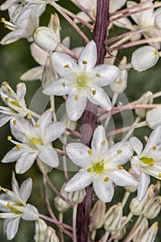 Drimia Flowers
