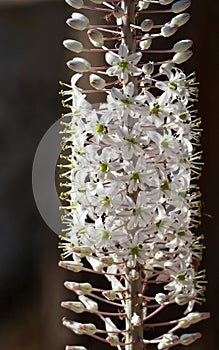 Drimia beautiful white flowers in the park.