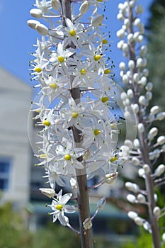 Drimia maritima. Beautiful white flowers.