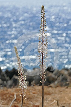 Drimia maritima is a species of plant in the Asparagaceae family