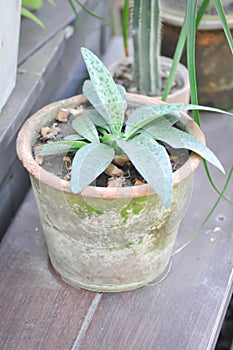 Drimiopsis botryoides Baker,  Leopard lily