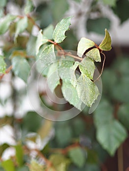 Indoor plant Cissus, in common people called birch. Against the background of the window