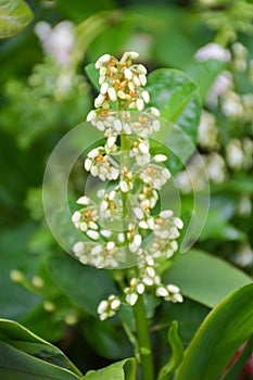 Drimiopsis maculate flower