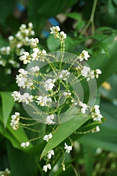 Drimiopsis maculate or hyacinthaceae flower